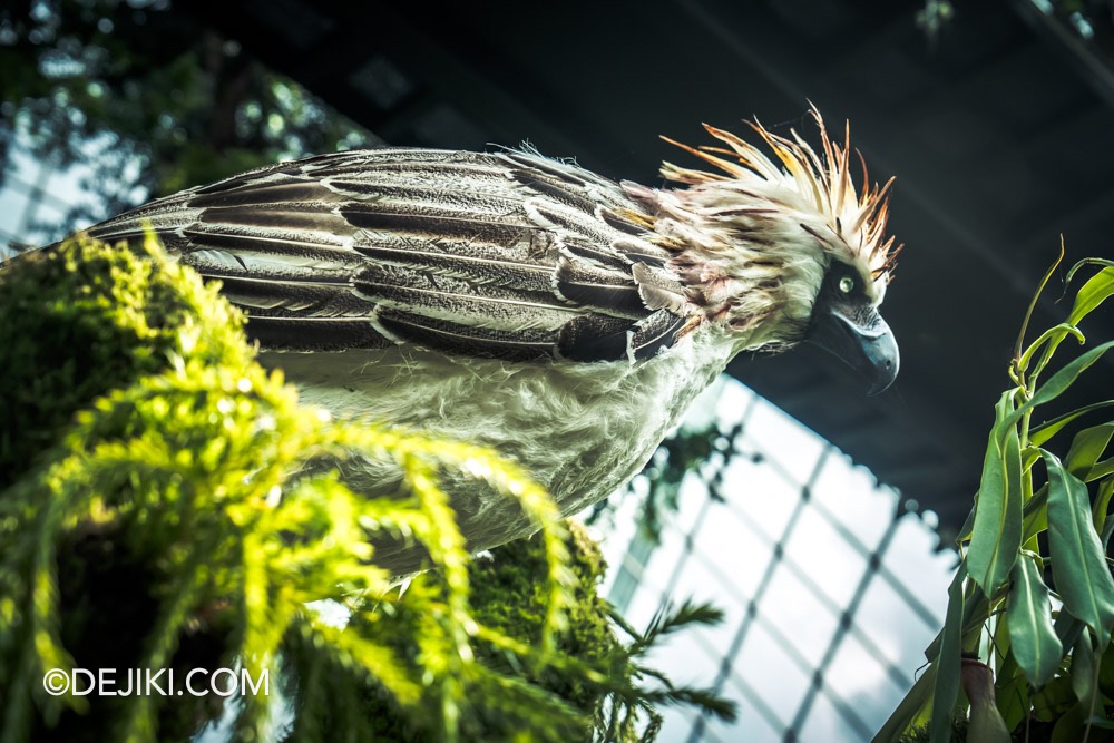 Gardens by the Bahay Kubo A Fiesta of Orchids 8 Philippine eagle