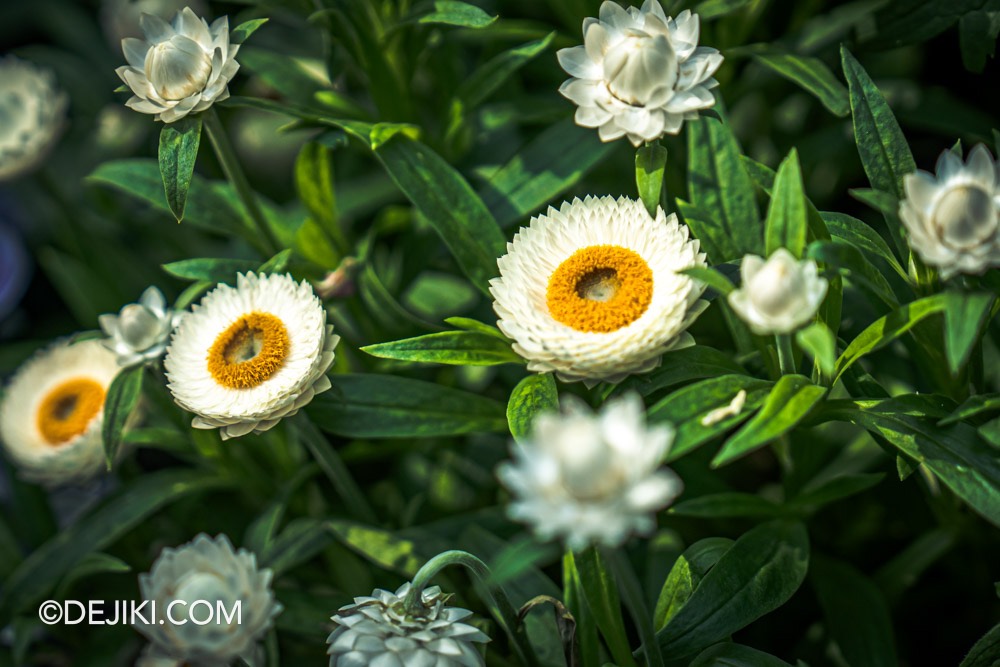 Gardens by the Bay Carnival of Flowers Australian Themed Floral Display Strawflower Xerochrysum