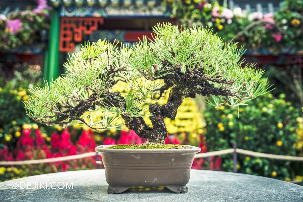 Gardens by the Bay 2025 Spring Blossoms Legend of Lady White Snake floral display at Flower Dome Flower Field Green Snake bonsai display