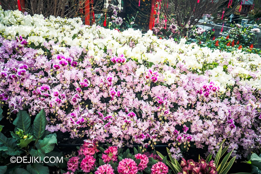 Gardens by the Bay 2025 Spring Blossoms Legend of Lady White Snake floral display at Flower Dome Flower Field Snake body scales orchid