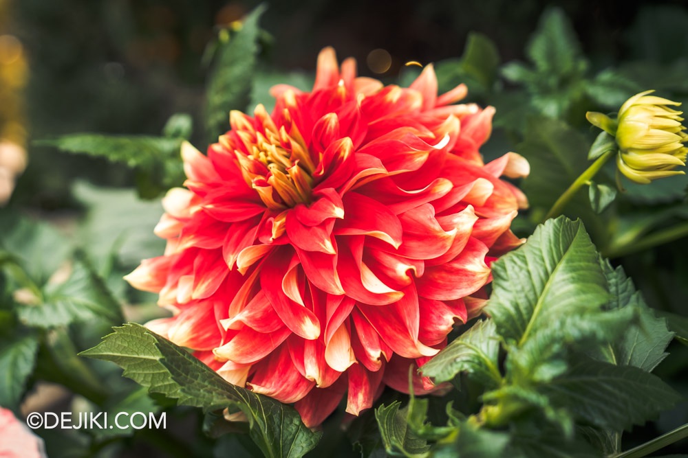 Gardens by the Bay 2025 Spring Blossoms Legend of Lady White Snake floral display at Flower Dome closeup autumn sunburst dahlia