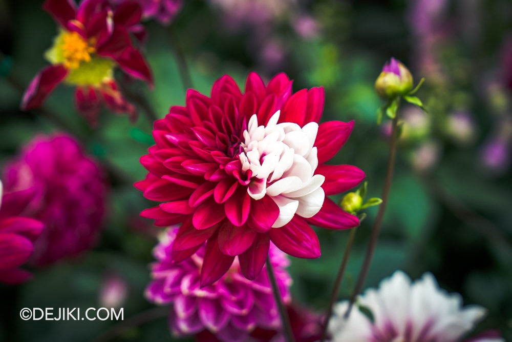 Gardens by the Bay 2025 Spring Blossoms Legend of Lady White Snake floral display at Flower Dome closeup bi coloured rebeccas world dahlia 2