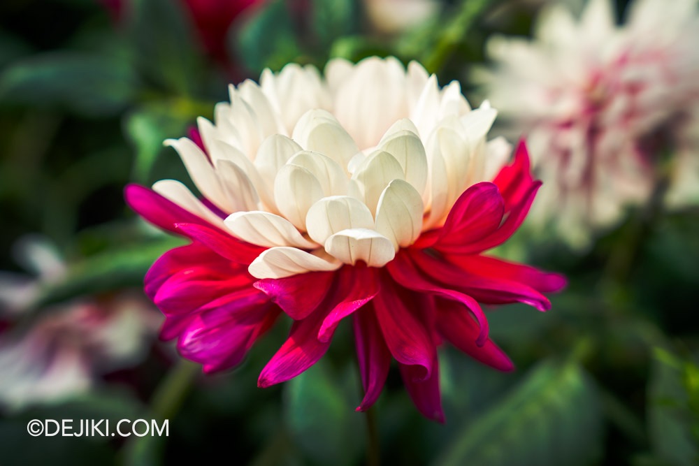 Gardens by the Bay 2025 Spring Blossoms Legend of Lady White Snake floral display at Flower Dome closeup bi coloured rebeccas world dahlia