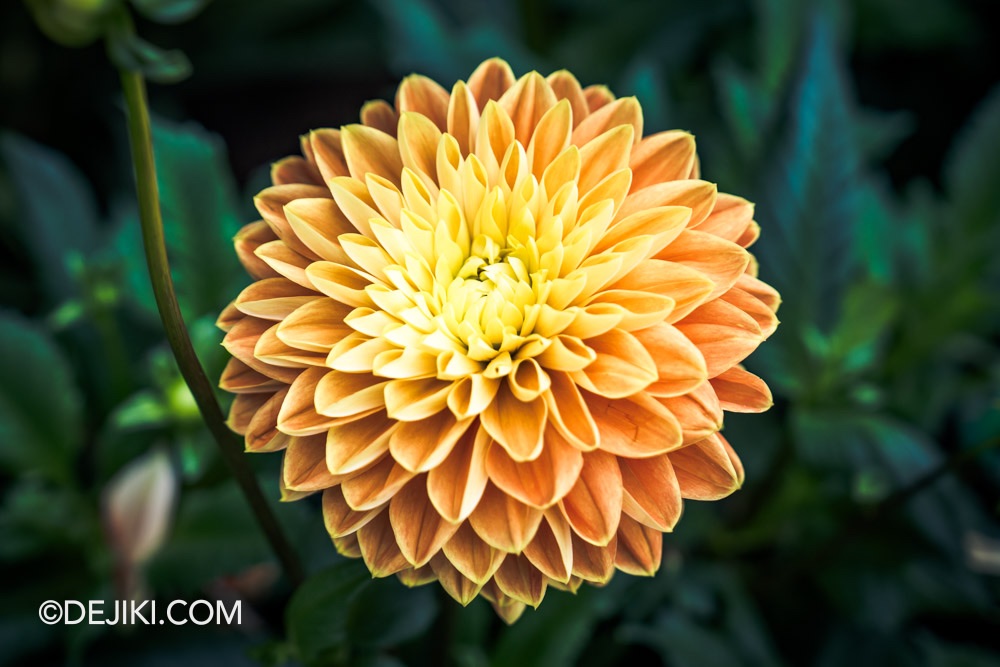 Gardens by the Bay 2025 Spring Blossoms Legend of Lady White Snake floral display at Flower Dome closeup orange dahlia