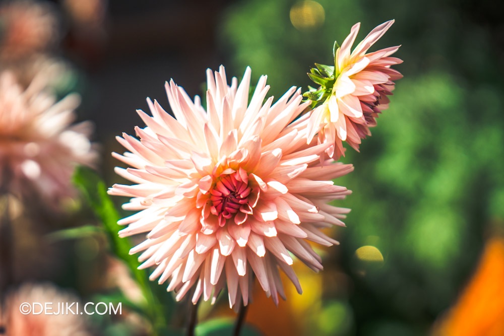 Gardens by the Bay 2025 Spring Blossoms Legend of Lady White Snake floral display at Flower Dome closeup peach dahlia