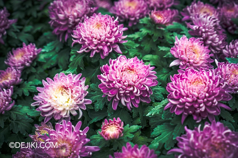 Gardens by the Bay 2025 Spring Blossoms Legend of Lady White Snake floral display at Flower Dome closeup purple chrysanthemum