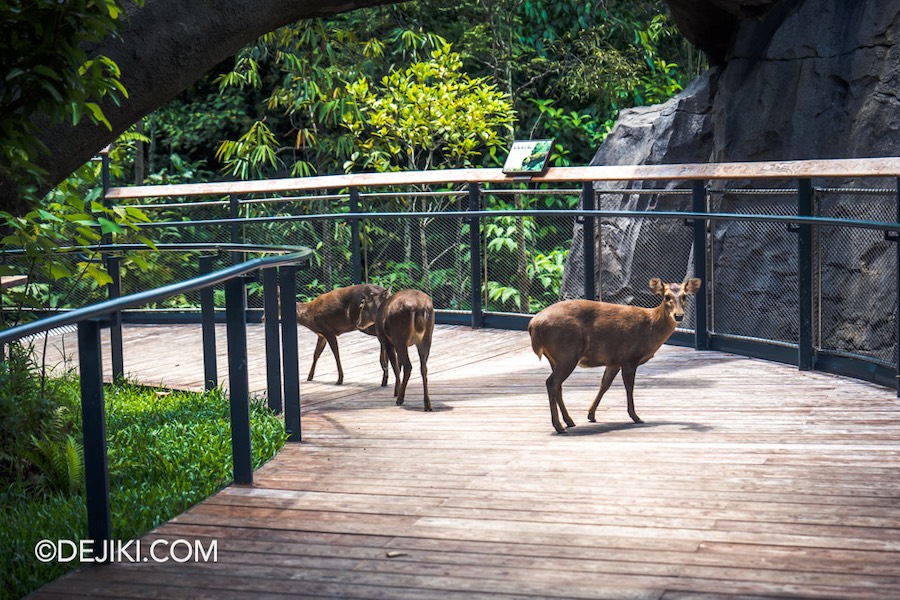 Rainforest Wild Asia at Mandai Singapore 20 Forest Floor Hog Deer crossing on walkway