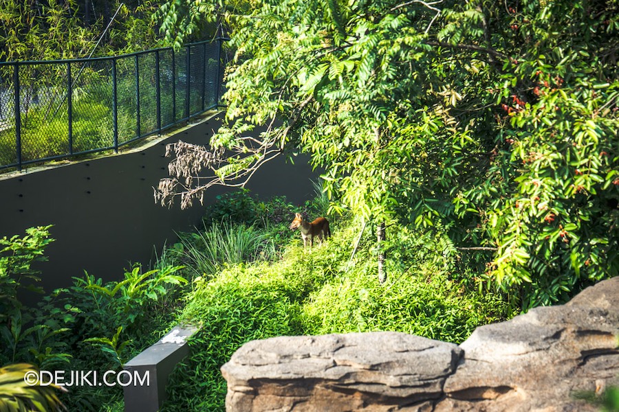 Rainforest Wild Asia at Mandai Singapore 25 Red Dhole