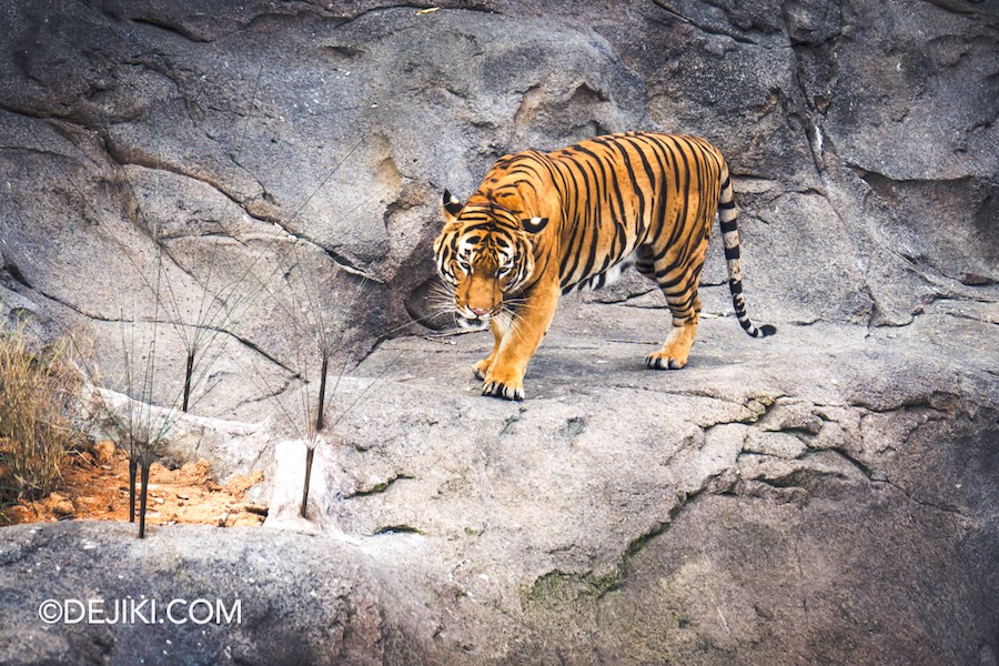 Rainforest Wild Asia at Mandai Singapore 26 Rock Cascade Malayan Tiger closeup