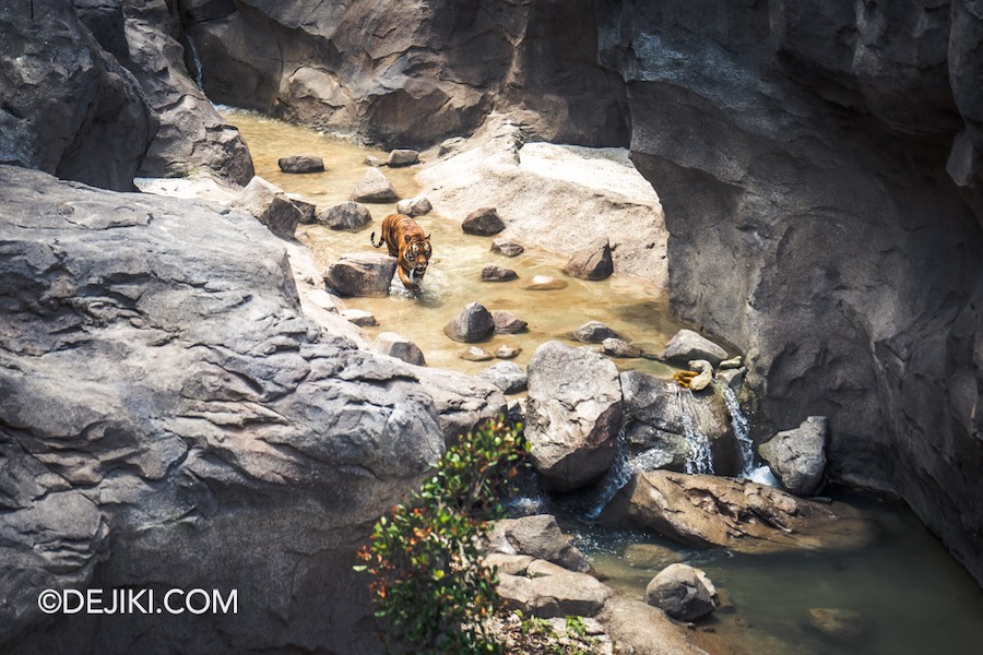 Rainforest Wild Asia at Mandai Singapore 27 Rock Cascade Malayan Tiger lower