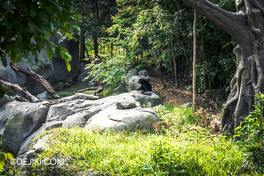 Rainforest Wild Asia at Mandai Singapore 33 Watering Hole Malayan Sun bear