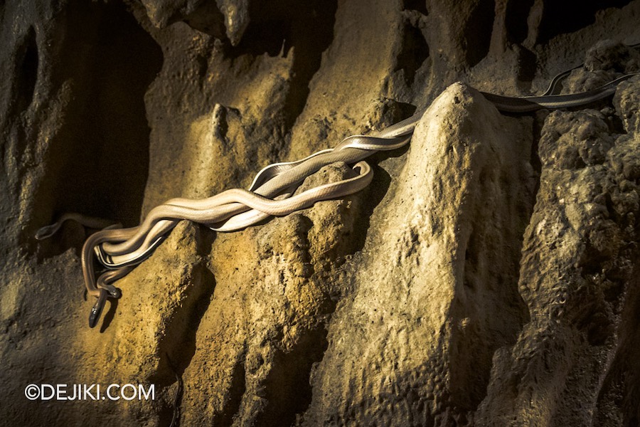 Rainforest Wild Asia at Mandai Singapore 46 Snake exhibit in The Cavern