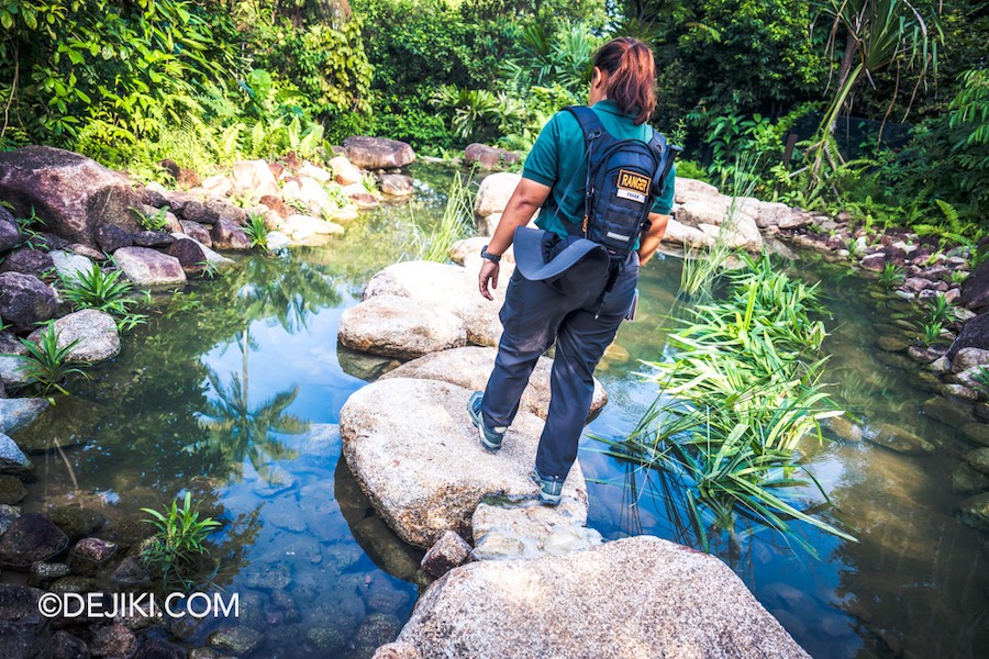 Rainforest Wild Asia at Mandai Singapore 6 Walking on stones at Log Crossing Trek