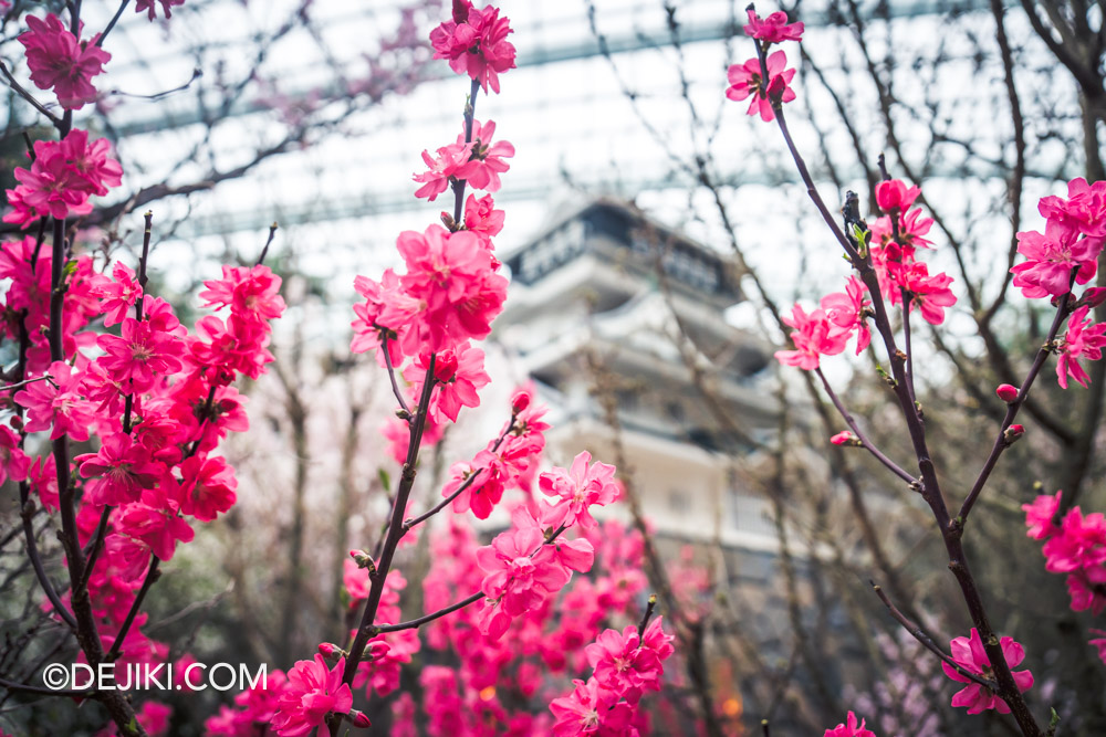 Gardens by the Bay Sakura 2025 Launch Day Prunus lannesiana Kawazu zakura in front of Kokura Castle