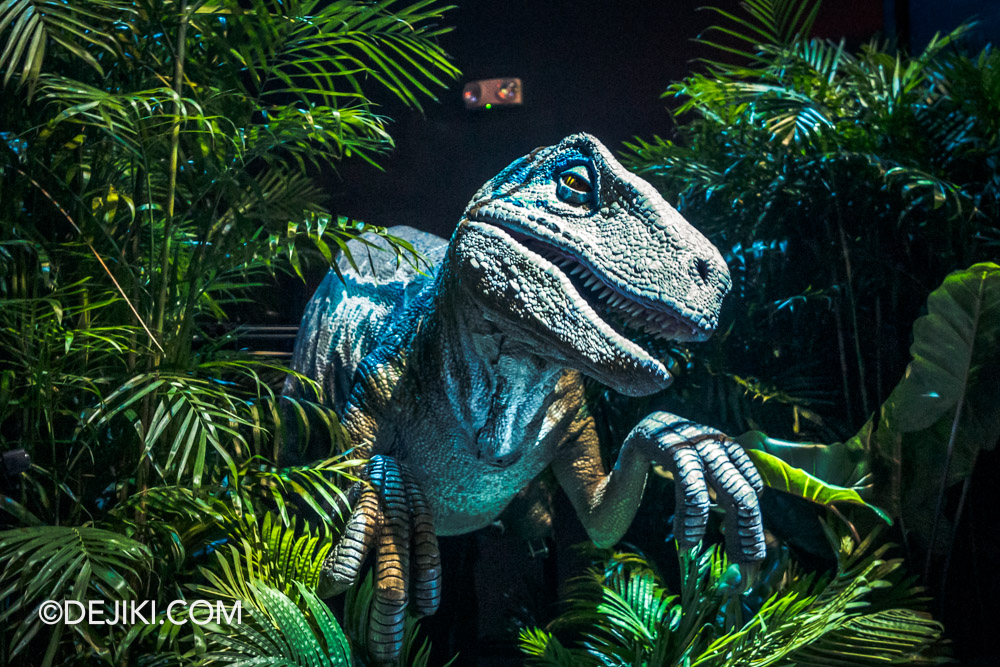 Cloud Forest Jurassic World The Experience at Gardens by the Bay 14 Raptor Encounter Blue closeup