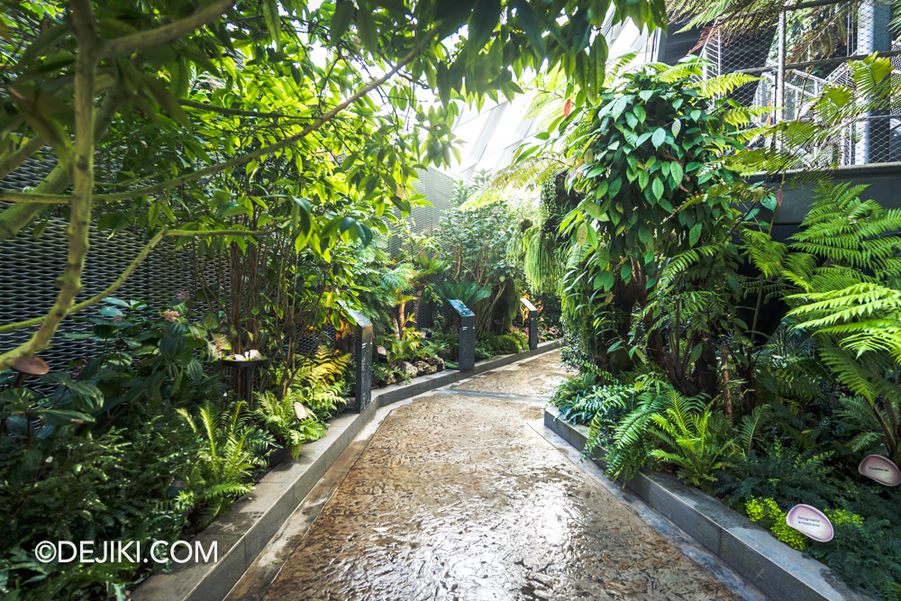 Cloud Forest Jurassic World The Experience at Gardens by the Bay 7 Evolution Walk closeup 1