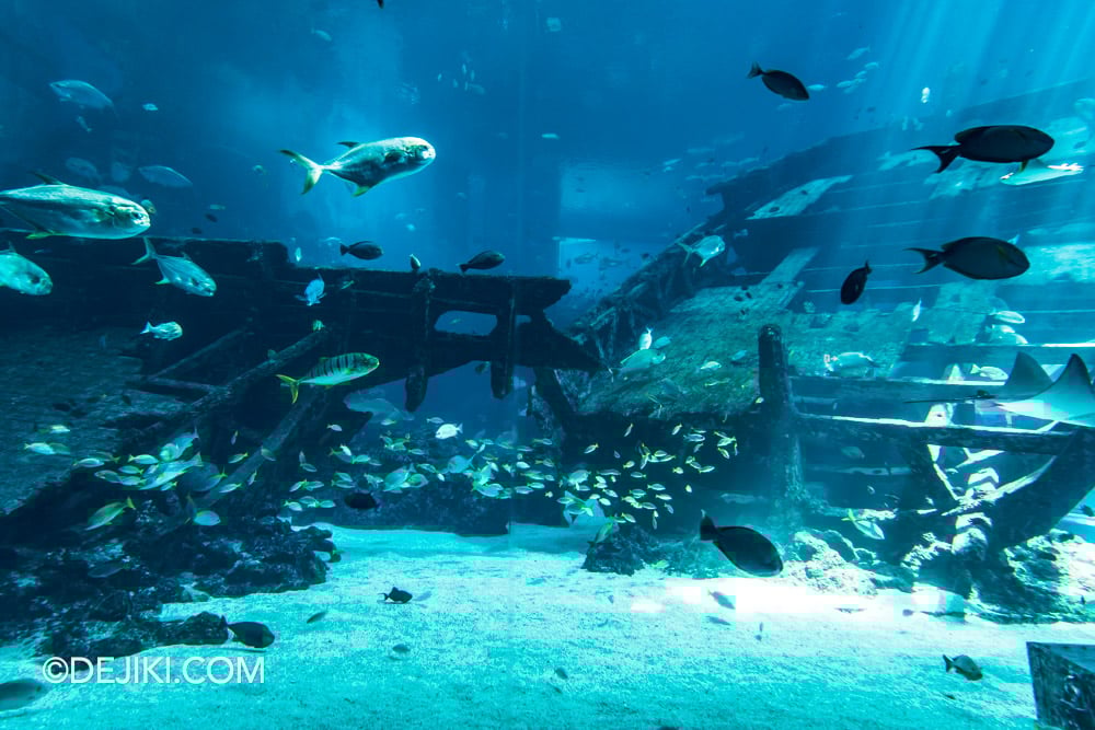 RWS Singapore Oceanarium Photo Tour 16 Artificial Habitats Shipwrecked