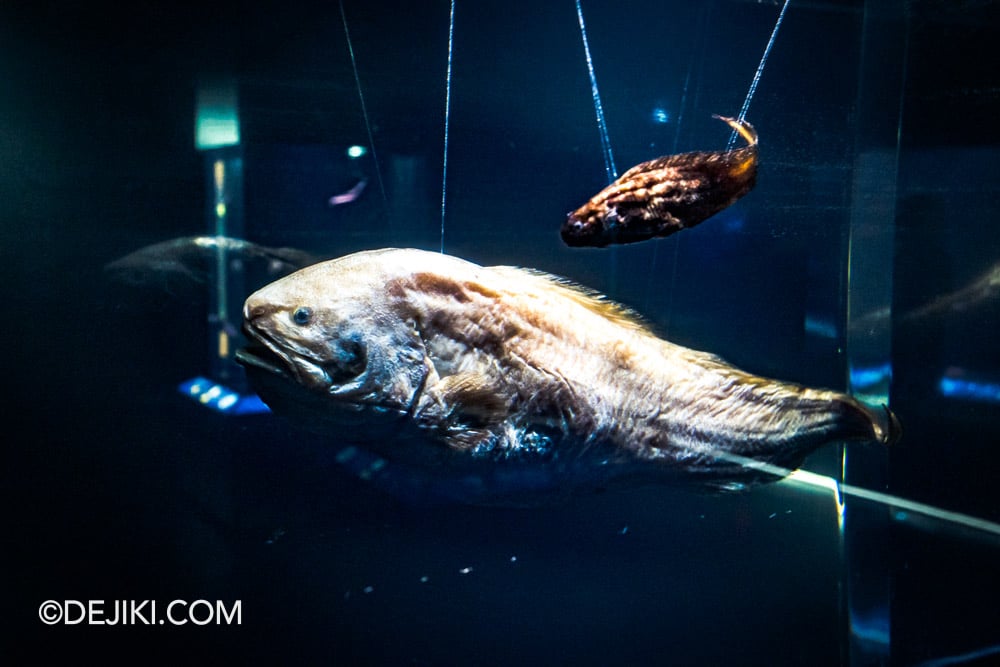 RWS Singapore Oceanarium Photo Tour 18 Life in the Deep preserved deep sea animals