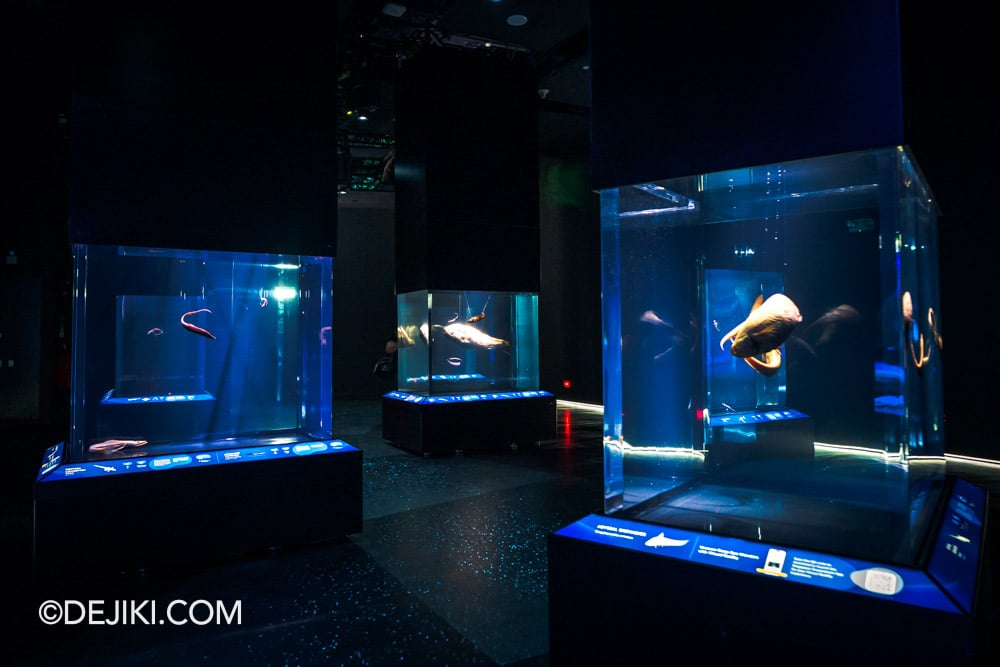 RWS Singapore Oceanarium Photo Tour 18 Life in the Deep