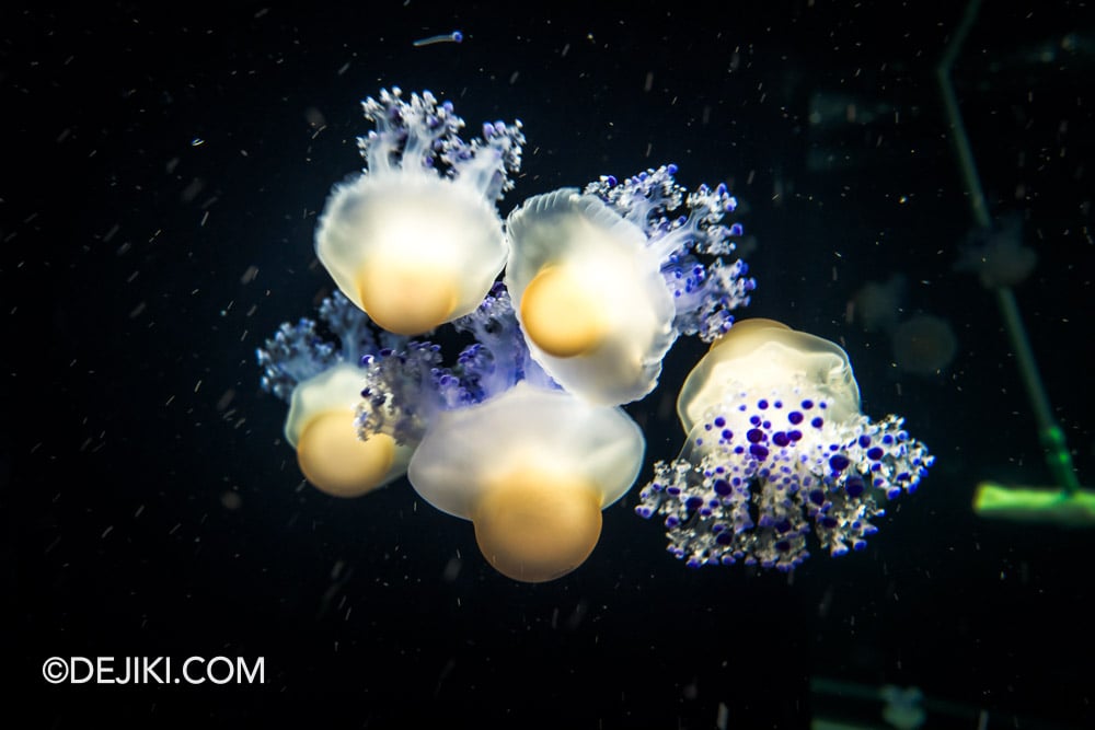 RWS Singapore Oceanarium Photo Tour 2 Ocean Wonders Overview closeup sea jellies
