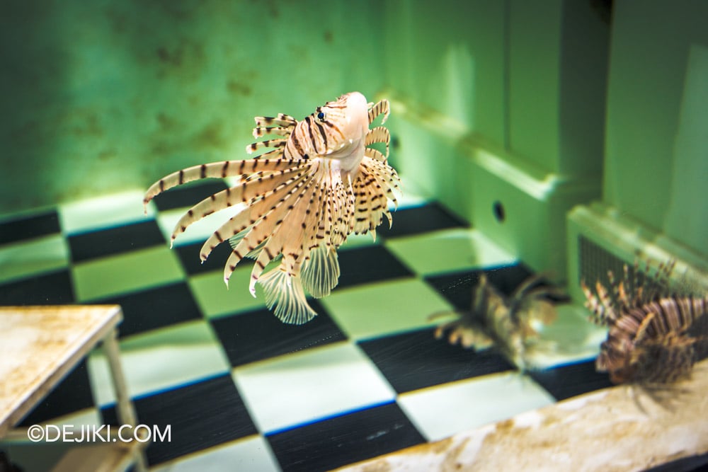 RWS Singapore Oceanarium Photo Tour 21 Oceans Future Red Lionfish