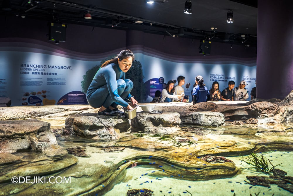 RWS Singapore Oceanarium Photo Tour 6 Singapore's Coast Aquarist in middle Island exhibit