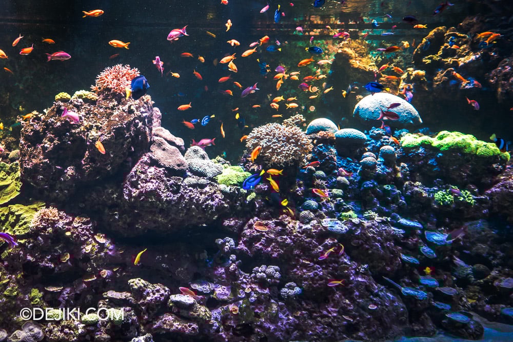 RWS Singapore Oceanarium Photo Tour 8 Coral Gardens