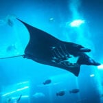 RWS Singapore Oceanarium Animal Spotlight Manta Rays Immersive Programme sq