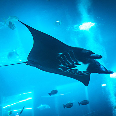RWS Singapore Oceanarium Animal Spotlight Manta Rays Immersive Programme sq