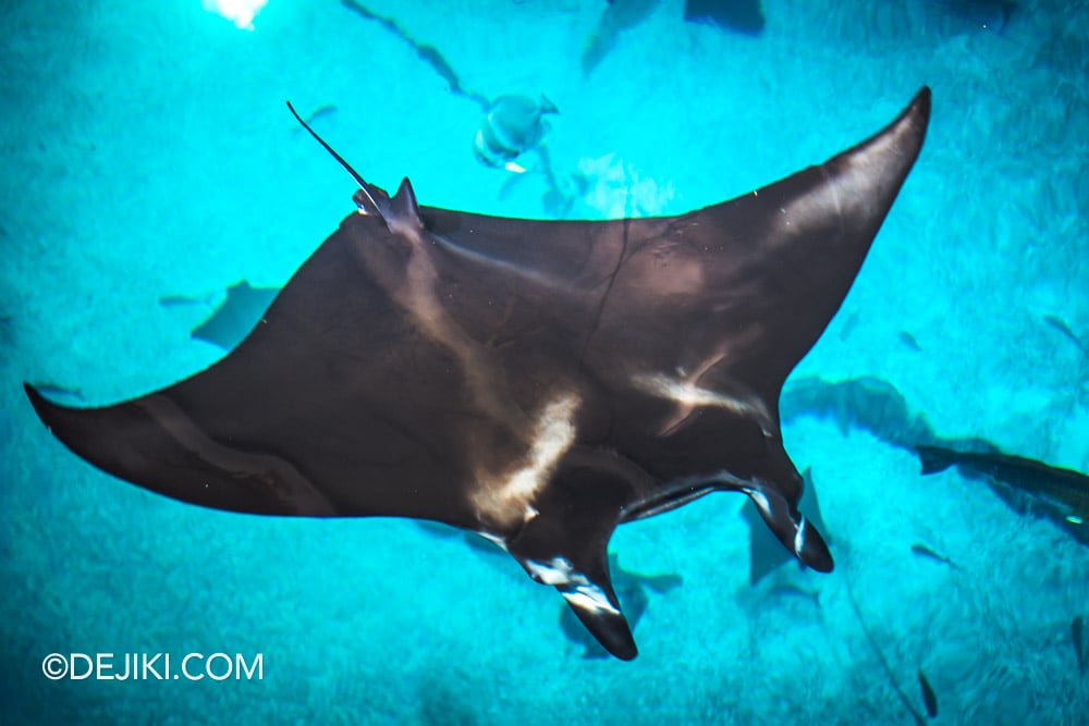 Singapore Oceanarium Animal Spotlight Manta Rays Immersive Programme Backstage Area Viewing Manta Rays at Open Ocean Habitat closeup
