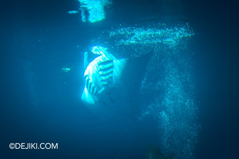 Singapore Oceanarium Animal Spotlight Manta Rays Immersive Programme M1 Mika Manta Ray at Open Ocean Habitat