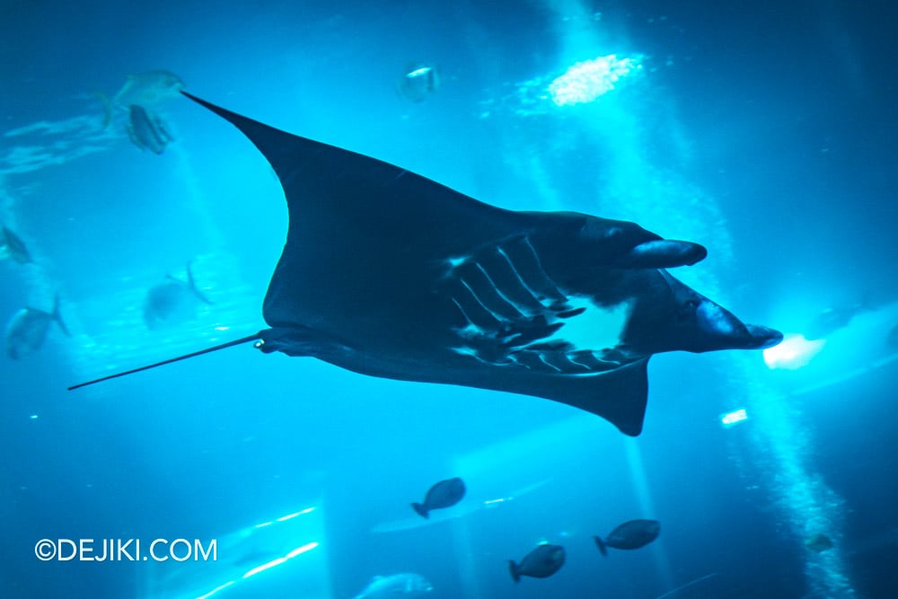 Singapore Oceanarium Animal Spotlight Manta Rays Immersive Programme M2 Mako Manta Ray at Open Ocean Habitat hero