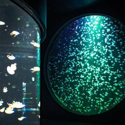 RWS Singapore Oceanarium Animal Spotlight Sea Jellies Immersive Programme sq1