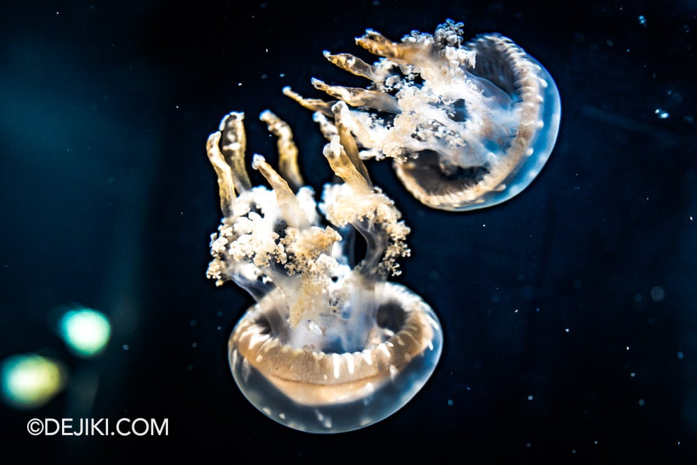 RWS Singapore Oceanarium Photo Tour 2 Ocean Wonders Overview closeup sea jellies dark