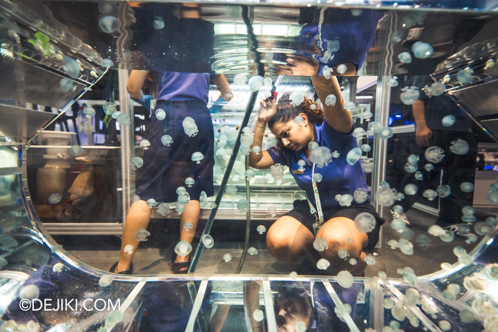 Singapore Oceanarium Animal Spotlight Sea Jellies Immersive Programme Aquarist Lab Aquarists cleaning the Kreisel tank