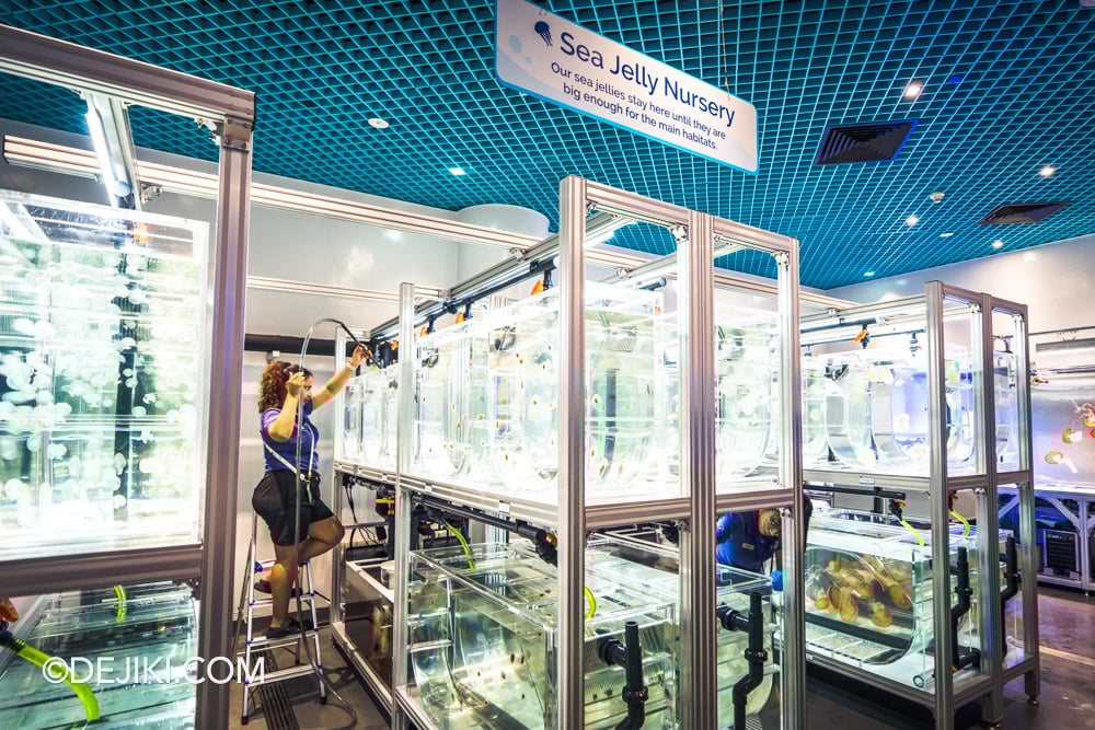 Singapore Oceanarium Animal Spotlight Sea Jellies Immersive Programme Aquarist Lab Overview hero