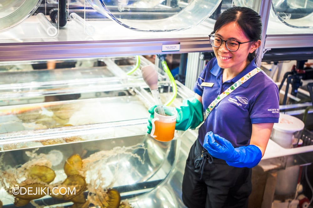 Singapore Oceanarium Animal Spotlight Sea Jellies Immersive Programme Aquarist demonstrating direct feeding technique for sea jellies