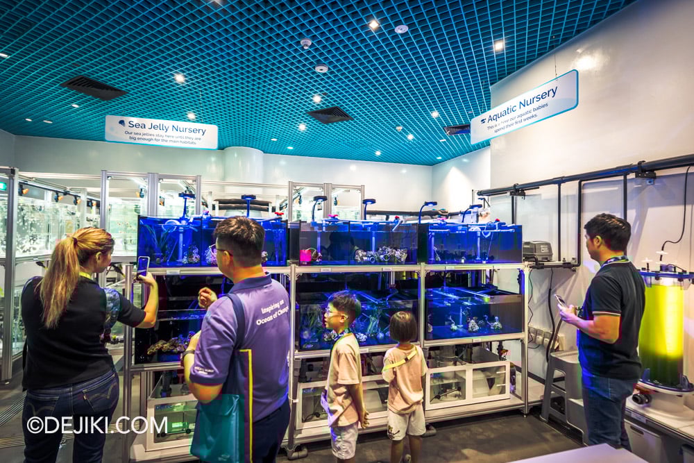 Singapore Oceanarium Animal Spotlight Sea Jellies Immersive Programme Aquatic Nursery section