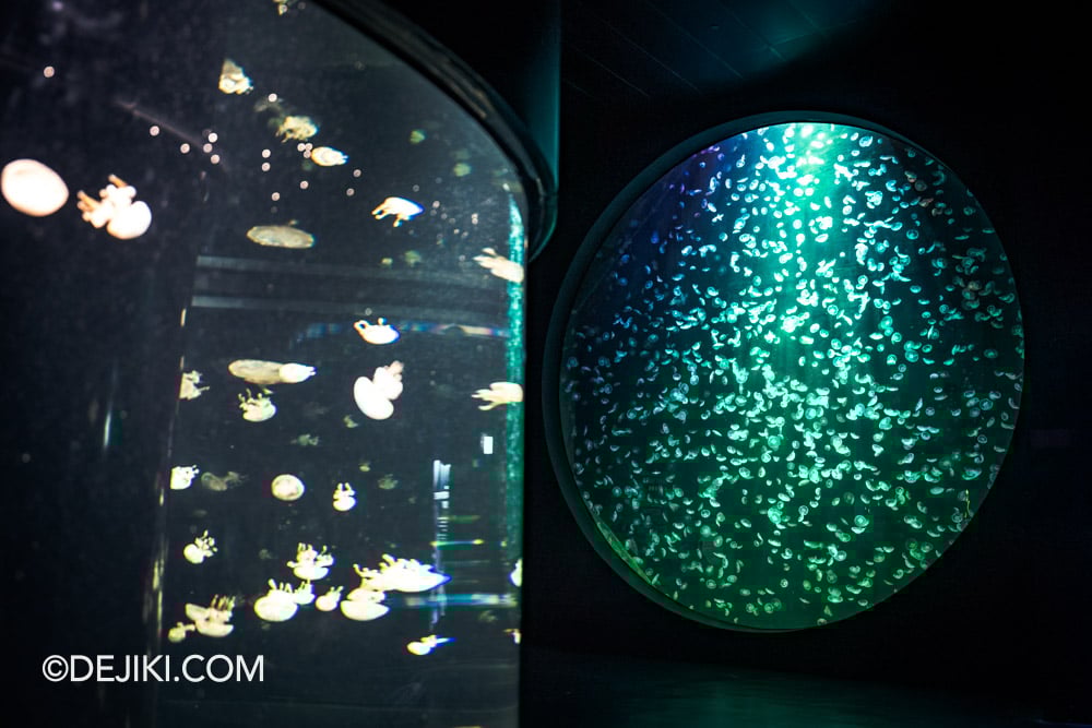 Singapore Oceanarium Animal Spotlight Sea Jellies Immersive Programme Kreisel tank with Moon Jelly Hero