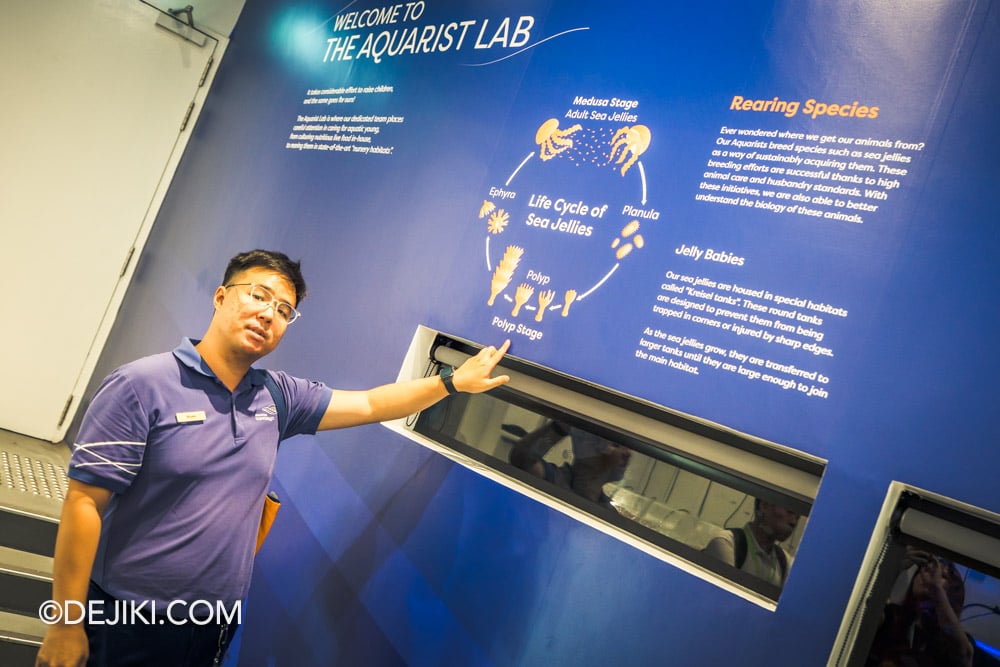 Singapore Oceanarium Animal Spotlight Sea Jellies Immersive Programme Marine Educator Bryan at Aquarist Lab