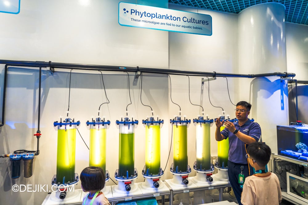 Singapore Oceanarium Animal Spotlight Sea Jellies Immersive Programme Marine Educator Bryan explaining Phytoplankton Culture Tanks