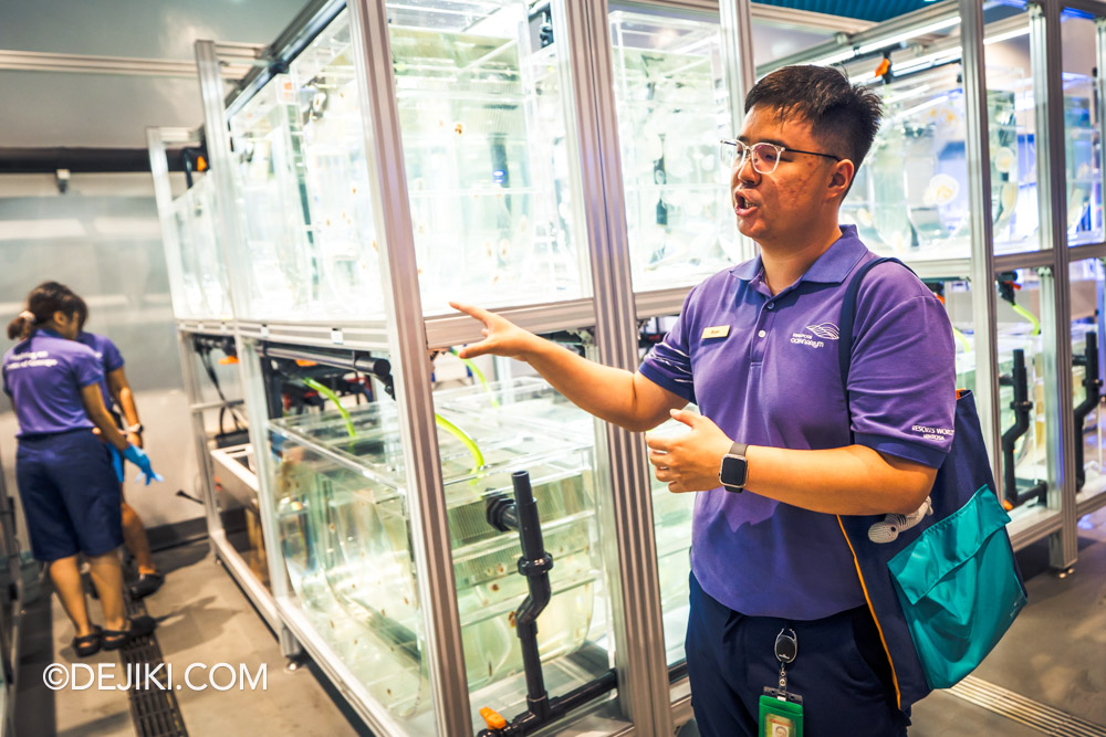 Singapore Oceanarium Animal Spotlight Sea Jellies Immersive Programme Marine Educator Bryan showing Aquarists at work at the Sea Jelly Nursery