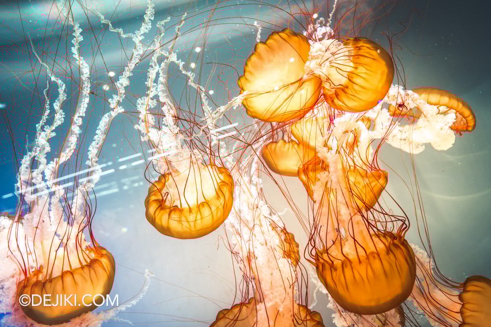 Singapore Oceanarium Animal Spotlight Sea Jellies Immersive Programme Sea Jelly Large Kriesel Tank with Pacific Sea Nettle closeup