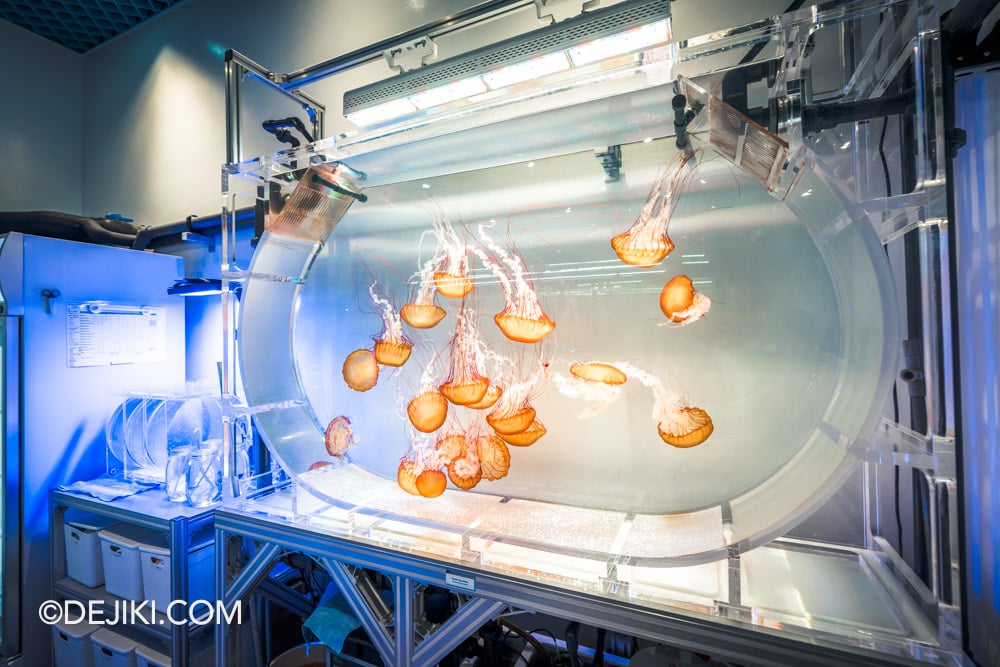 Singapore Oceanarium Animal Spotlight Sea Jellies Immersive Programme Sea Jelly Large Kreisel tank with Pacific Sea Nettle
