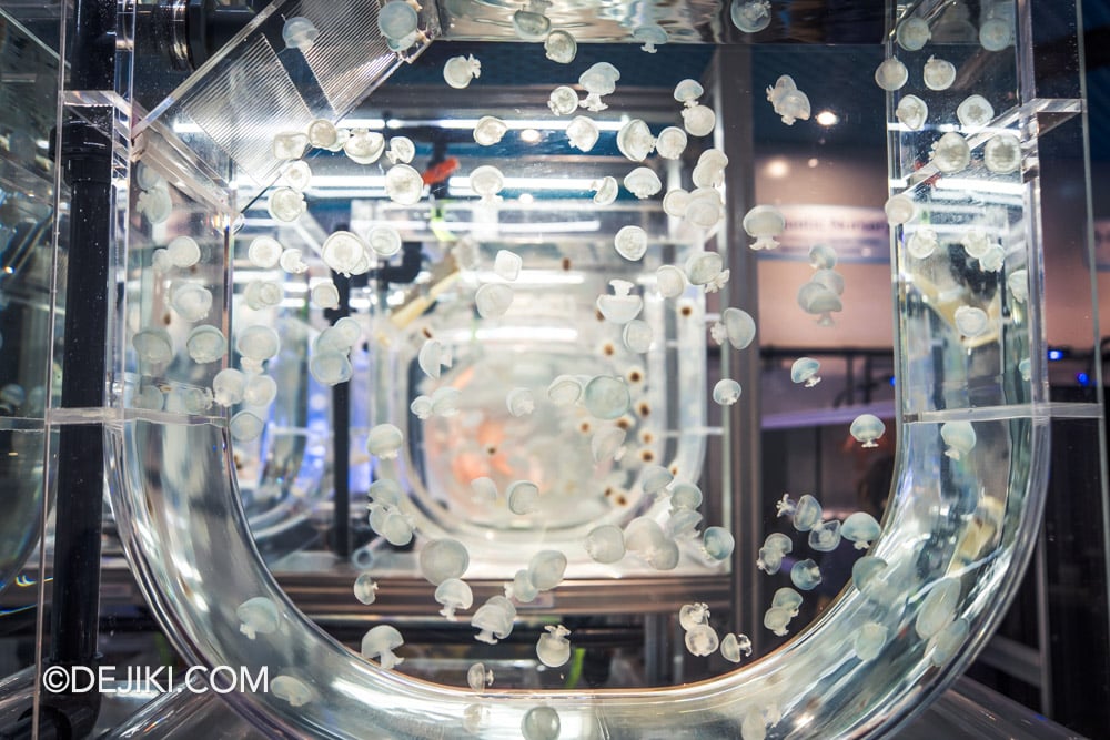 Singapore Oceanarium Animal Spotlight Sea Jellies Immersive Programme Sea jellies floating in Kreisel tank