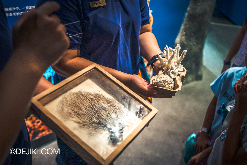 Singapore Oceanarium Hangyodon Marine Discovery event - Animal Spotlight Corals with Hangyodon Immersive Programme Sneak Peek looking at Coral Specimens Singapore Oceanarium Hangyodon Marine Discovery event Animal Spotlight Corals with Hangyodon Immersive Programme Sneak Peek looking at Coral Specimens