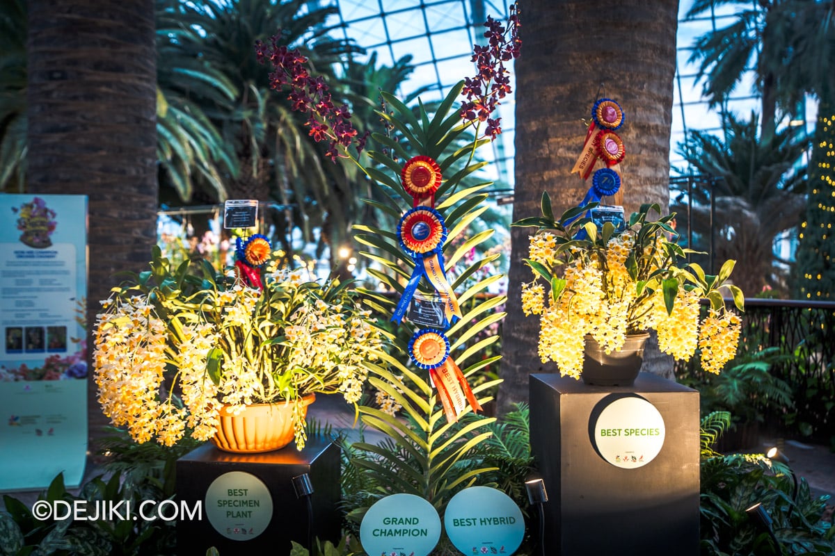 Gardens by the Bay - Orchid Extravaganza 2026 Rhythm of the Rainforest - Singapore Garden Festival Orchid Show Winning Displays Gardens by the Bay Orchid Extravaganza 2026 Rhythm of the Rainforest Singapore Garden Festival Orchid Show Winning Displays